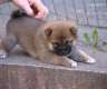 Shiba Inu Welpen zur Annahme.